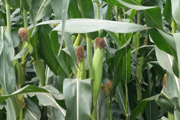 垦丁二号玉米种子特征特性，苗期注意防治地老虎等害虫