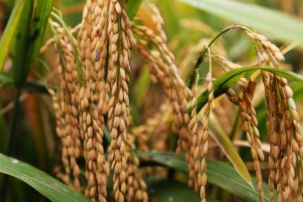 Z两优丝苗水稻种子简介，亩秧田播种量10-15千克
