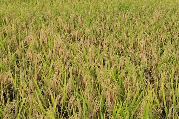 多两优香丝苗水稻种子特点，全生育期136.3天