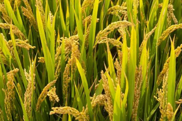 福元A水稻种子特征特性，两期父本相隔7天播种