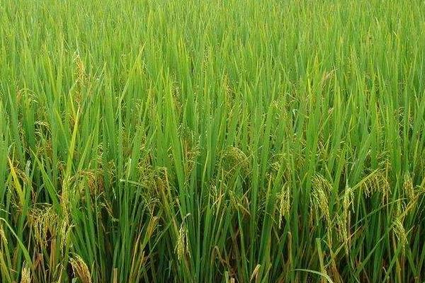 针桂S水稻品种简介，生育期比Y58S长5～8天