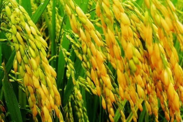 针桂S水稻品种简介，生育期比Y58S长5～8天