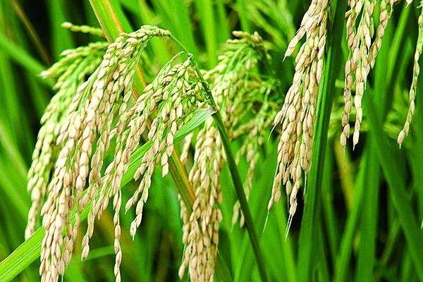 荣华S水稻种子特征特性，生育期比Y58S长5～8天