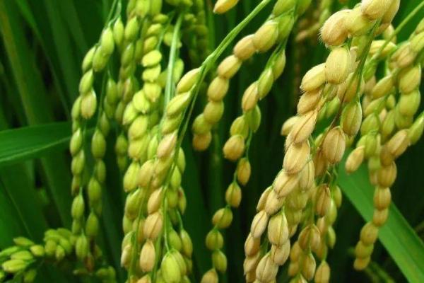 红17S水稻种简介，生育期比广占63S长3～5天