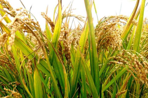 元两优269水稻种子简介，每亩插足基本苗6万以上