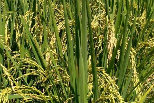 宛两优2165水稻品种简介，每亩插足基本苗6万以上