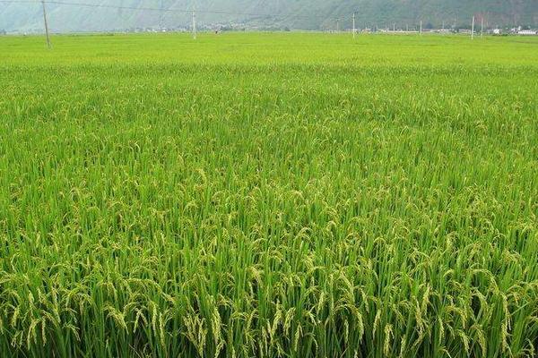 两优7016水稻品种的特性，每亩有效穗数15.2万