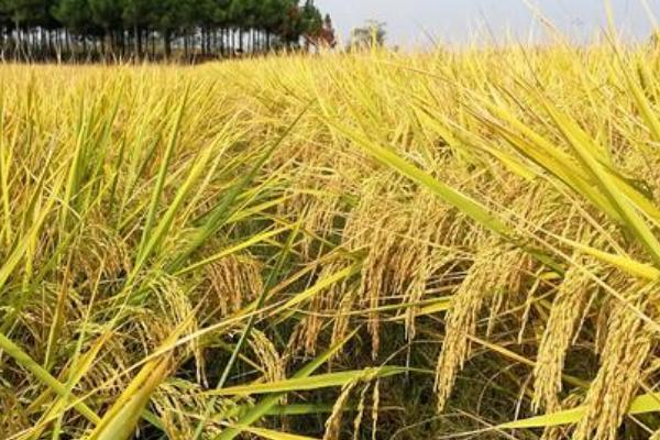 早籼14水稻品种简介，大田用种量每亩5.0公斤