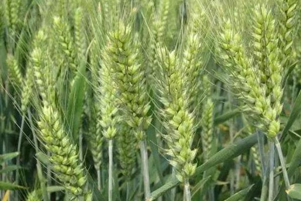 豫丰12小麦种简介，每亩适宜基本苗15～20万