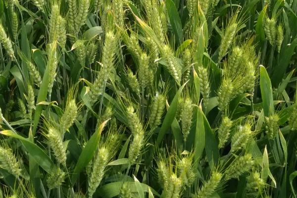 豫丰12小麦种简介，每亩适宜基本苗15～20万