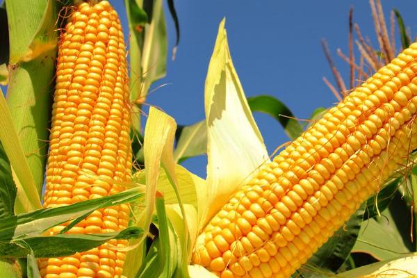 盘州520玉米种子特征特性，每亩种植3000～4200株