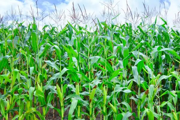 惠农单10号(区试名称：惠农单2103)玉米品种的特性，大喇叭口期防治玉米螟