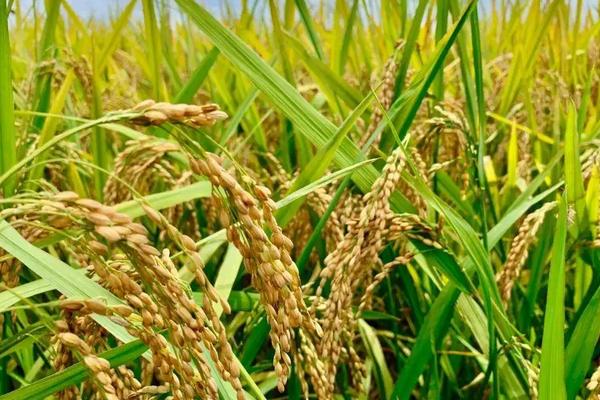 神农优352水稻品种的特性，在清明节前后播种