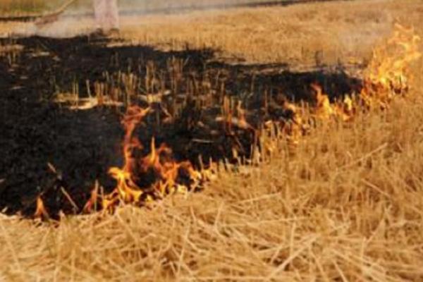 秸秆焚烧有哪些危害，会烧死大量的土壤微生物