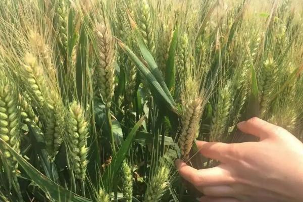 新麦60小麦种子简介，每亩适宜基本苗18～22万