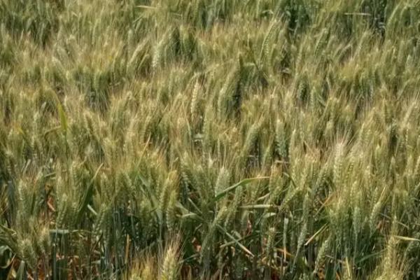 漯麦99小麦品种的特性，半冬性品种