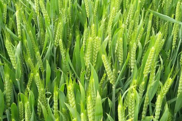 新麦60小麦种子简介，每亩适宜基本苗18～22万
