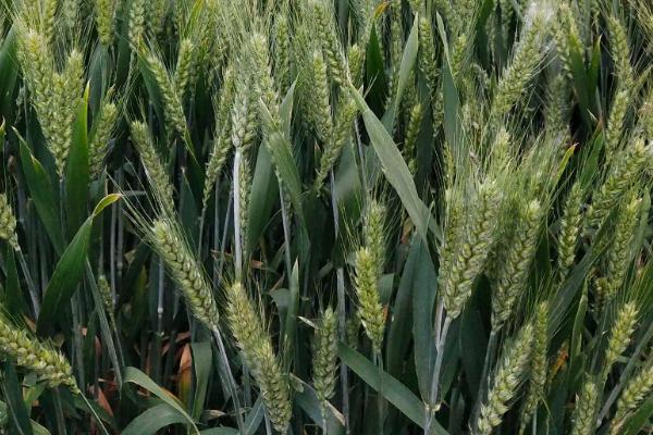 漯麦99小麦品种的特性，半冬性品种
