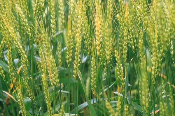 华夏19小麦种子简介，适宜播种期10月上中旬