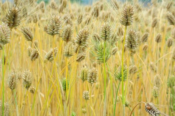 金麦2号小麦种子特征特性，每亩适宜基本苗18～24万