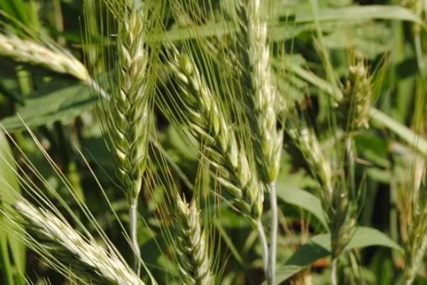 华夏19小麦种子简介，适宜播种期10月上中旬