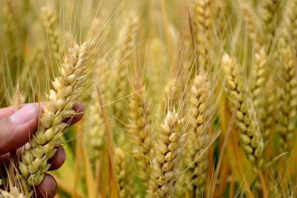 豫农910小麦种子介绍，每亩适宜基本苗18～22万