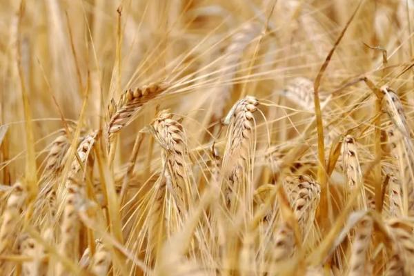偃高159小麦种子特征特性，每亩适宜基本苗16～20万