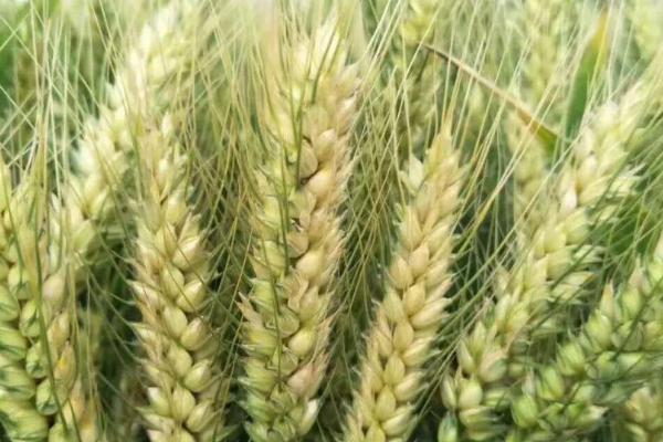 温农301小麦种子特征特性，每亩适宜基本苗18～20万
