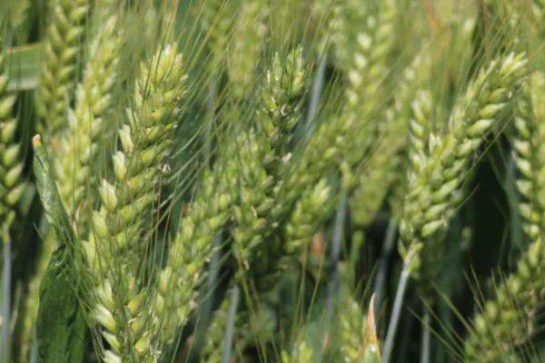 温农301小麦种子特征特性，每亩适宜基本苗18～20万