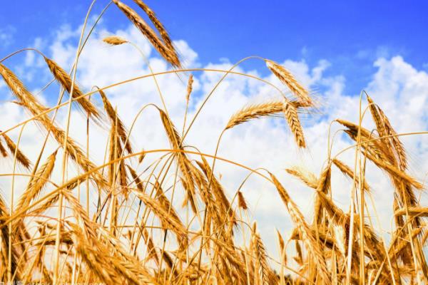 长义麦2号小麦种子特征特性，每亩适宜基本苗18～20万