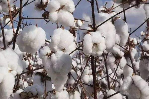 冈棉10号棉花种简介，4月上中旬播种