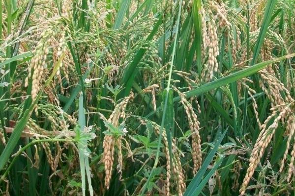 巨2优80水稻品种简介，4月底至5月上旬播种