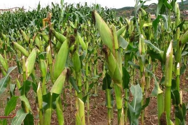 湘农玉36号玉米品种的特性，及时防治玉米螟