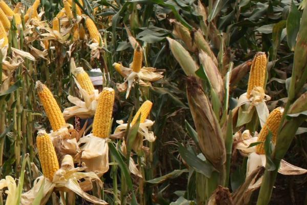湘农玉36号玉米品种的特性，及时防治玉米螟