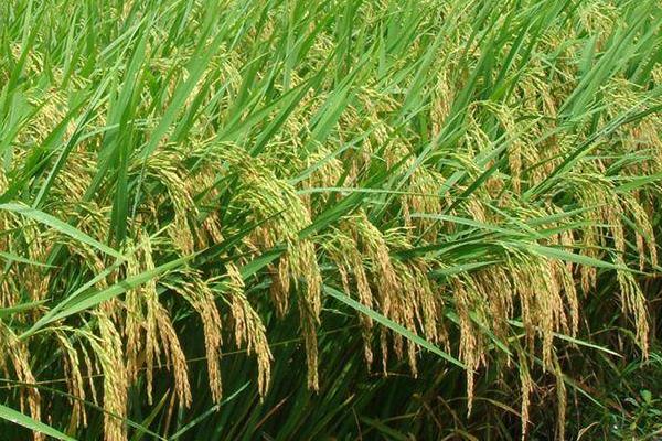 珑香优4876水稻种子特征特性，6月下旬播种