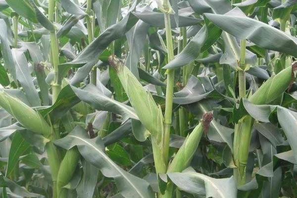 联航868玉米种子介绍，一次性播种全苗