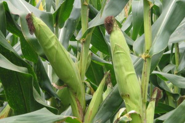 仲甜15号玉米种子特征特性，注意足墒播种
