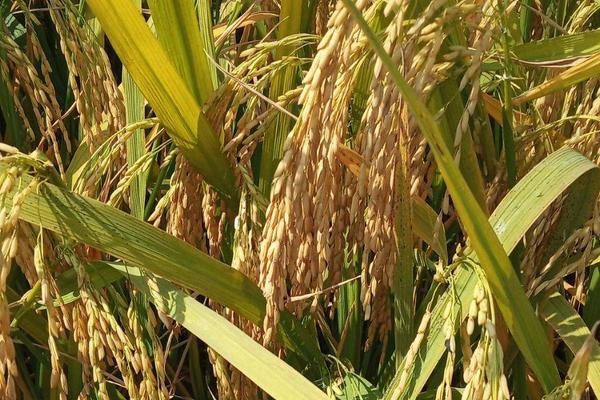 禾两优676水稻品种简介，该组合属大穗高产型品种