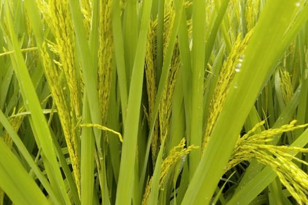 芳菲丝苗水稻种子介绍，全生育期早稻117.8天