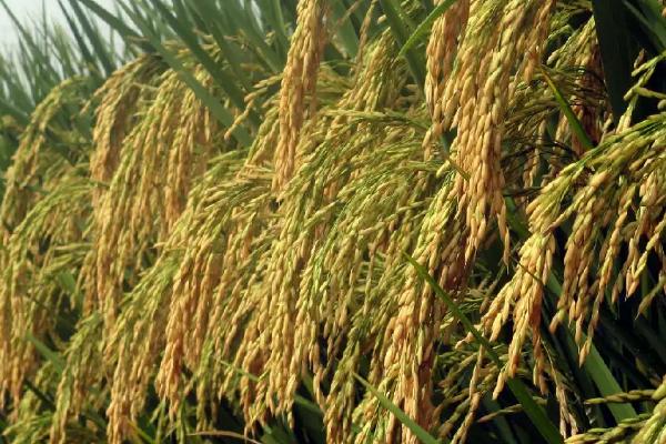 旱优549水稻种简介，大田除草和病虫害防治