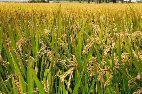 香两优246水稻种子简介，每亩有效穗数16.1万