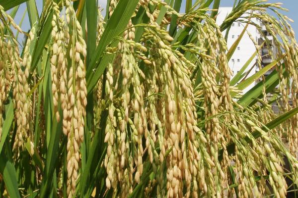 香两优246水稻种子简介，每亩有效穗数16.1万