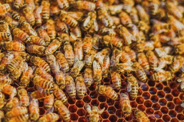 怎么样使蜂群建造王台，前提条件是有强烈的分蜂意念