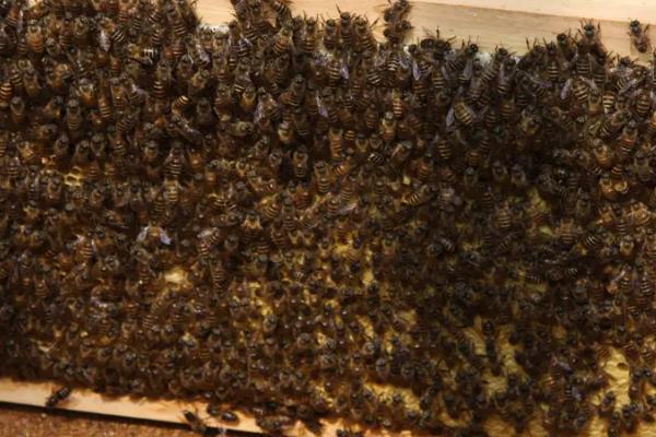 怎么样使蜂群建造王台，前提条件是有强烈的分蜂意念