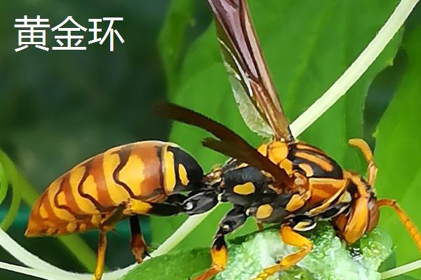 金环胡蜂有多大，最大体长可达50毫米