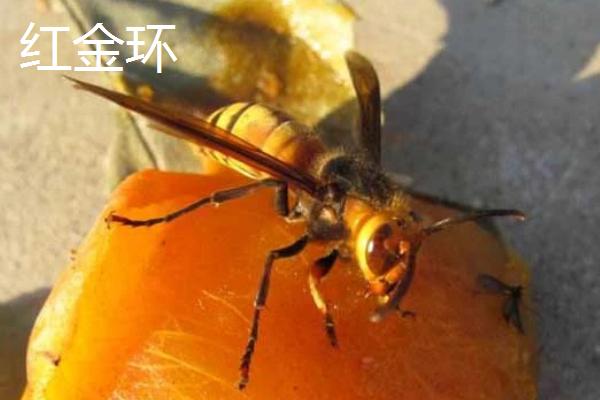 金环胡蜂有多大，最大体长可达50毫米