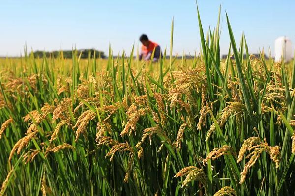 科珞优4302水稻种子简介，注意防治各种病虫害