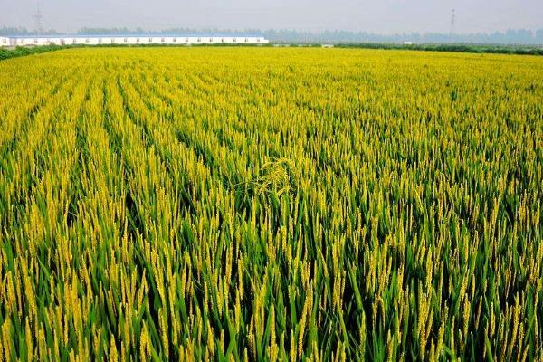 野香优华宝占水稻种简介，注意防治各种病虫害
