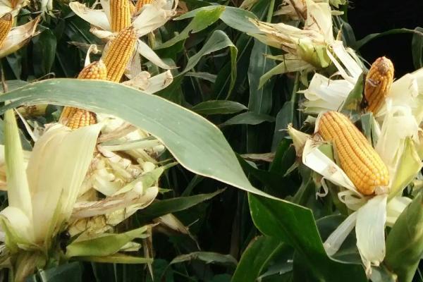 渝单900玉米品种简介，该品种属中熟杂交玉米