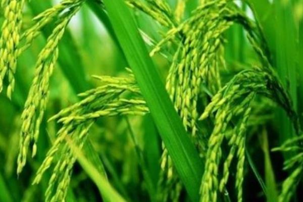 西紫优3号水稻种子特点，注意防治稻瘟病